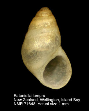Eatoniella lampra.jpg - Eatoniella lampra(Suter,1908)